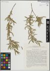Foto von Salix linearifolia E. L. Wolf